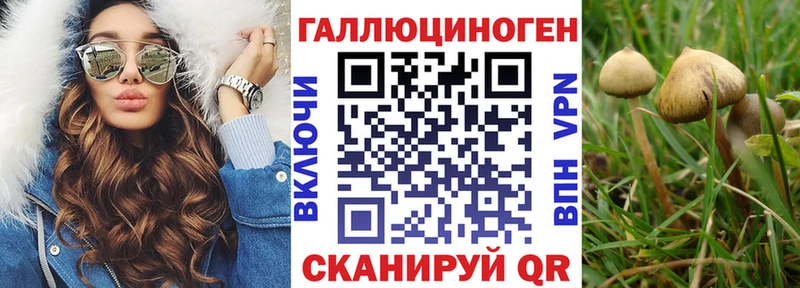 Псилоцибиновые грибы Psilocybine cubensis Омск