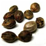Семена марихуаны АК-47  (Seeds AK-47) в Омске